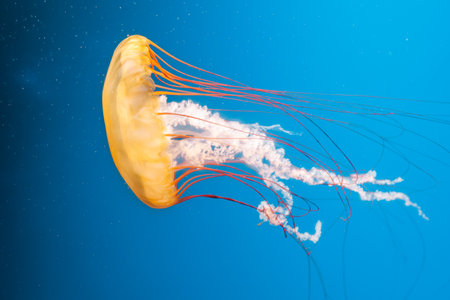 underwater photography jellyfish Chrysaora fuscescens, Pacific sea nettle, West Coast sea nettle close-upの写真素材