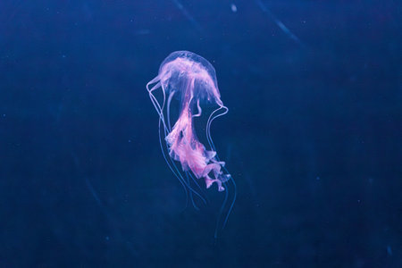 underwater photography jellyfish Chrysaora lactea, Milk Sea Nettle close-upの写真素材