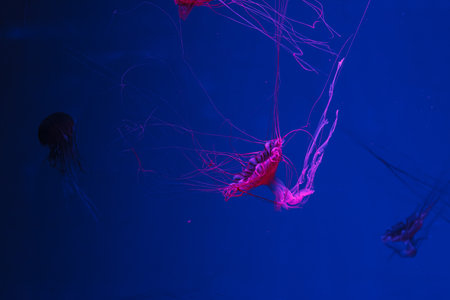 underwater photos of jellyfish chrysaora pacifica jellyfish japanese sea nettle close-upの写真素材