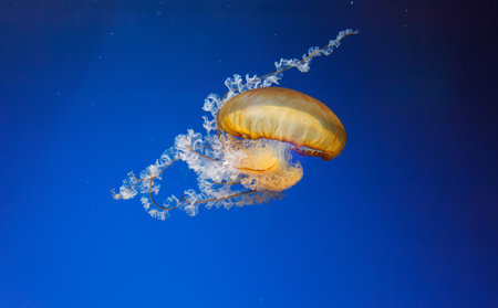 underwater photos of jellyfish chrysaora fuscescens jellyfish pacific sea nettle close upの写真素材