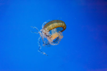 underwater photos of jellyfish chrysaora fuscescens jellyfish pacific sea nettle close upの写真素材