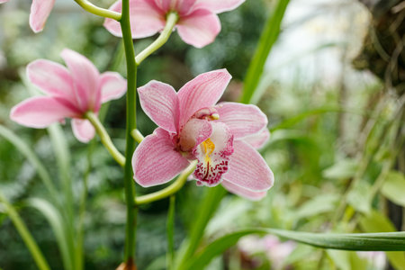 Beautiful blooming orchids of different colors close upの写真素材