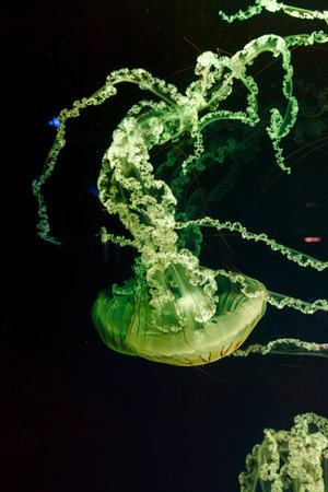 underwater photos of jellyfish chrysaora plocamia south america sea nettle close-upの写真素材