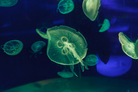 underwater photos of jellyfish aurelia aurita close-upの写真素材