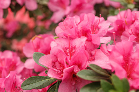 Beautiful blooming pink Azalea bushes close upの写真素材