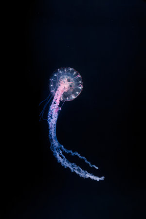underwater photos of purple striped jelly chrysaora colorata close-upの写真素材