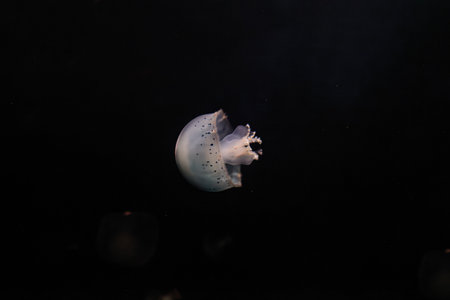 underwater photos of jellyfish Stomolophus meleagris, Cannonball jellyfish close-upの写真素材
