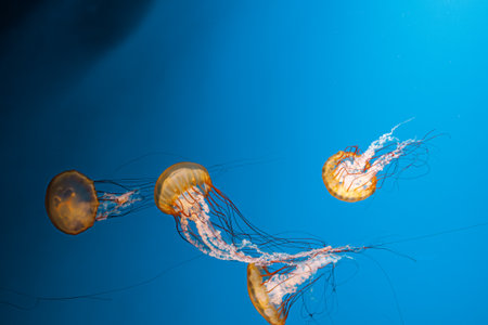 underwater photography jellyfish Chrysaora fuscescens, Pacific sea nettle, West Coast sea nettle close-upの写真素材