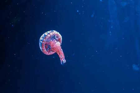 underwater photography jellyfish mastigias papua, spotted jelly, lagoon jelly, golden medusa close-upの写真素材