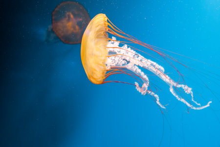 underwater photography jellyfish Chrysaora fuscescens, Pacific sea nettle, West Coast sea nettle close-upの写真素材