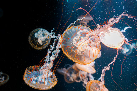 underwater photography jellyfish Chrysaora fuscescens, Pacific sea nettle, West Coast sea nettle close-upの写真素材