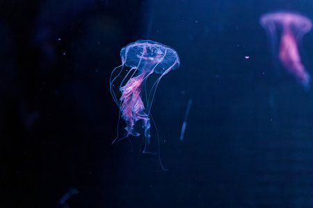 underwater photography jellyfish Chrysaora lactea, Milk Sea Nettle close-up