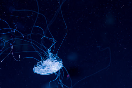 underwater photography jellyfish Chrysaora lactea, Milk Sea Nettle close-up