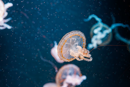 underwater photography jellyfish Chrysaora fuscescens, Pacific sea nettle, West Coast sea nettle...