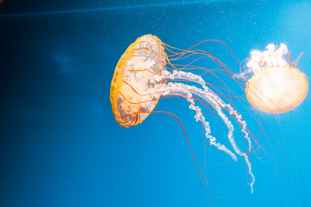 underwater photography jellyfish Chrysaora fuscescens, Pacific sea nettle, West Coast sea nettle...