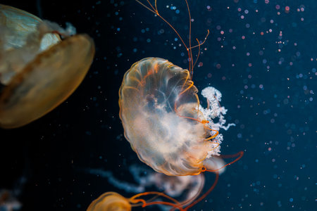 underwater photography jellyfish Chrysaora fuscescens, Pacific sea nettle, West Coast sea nettle...
