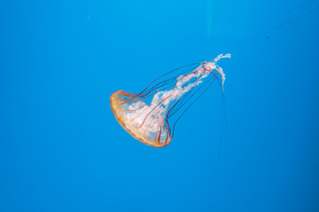 underwater photography jellyfish Chrysaora fuscescens, Pacific sea nettle, West Coast sea nettle...