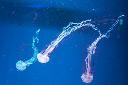 underwater photography jellyfish Purple striped jelly. Chrysaora colorata close-upの写真素材