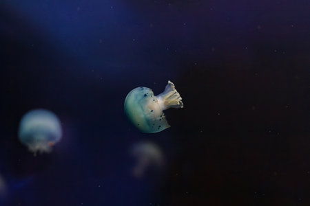 underwater photos of jellyfish Stomolophus meleagris, Cannonball jellyfish close-up