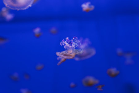underwater photos of Mediterranean jellyfish, Cotylorhiza tuberculata close-up