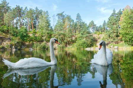 beautiful lake with a canyon on which swans swim with a blue sky close upの写真素材