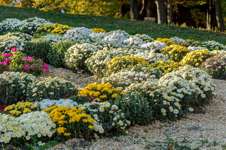 beautiful bushes of yellow chrysanthemum flowers close-upの写真素材