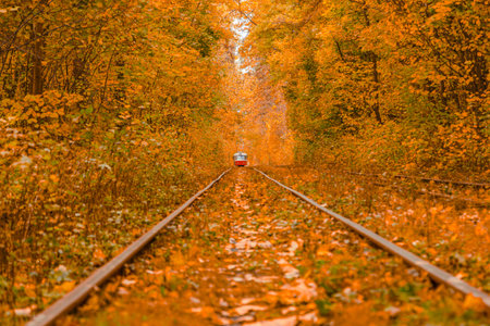 Autumn forest through which the tram travels