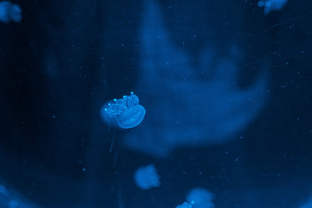 underwater photography jellyfish Phyllorhiza punctata, Australian spotted jellyfish close-upの写真素材