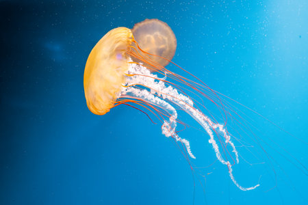 underwater photography jellyfish Chrysaora fuscescens, Pacific sea nettle, West Coast sea nettle...