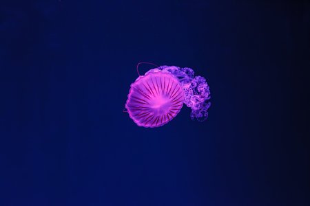 underwater shooting of beautiful Chrysaora hysoscella close up