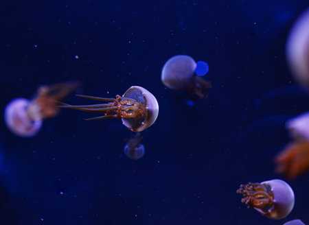 underwater photos of jellyfish Rhopilema esculentum, Flame jellyfish close-up