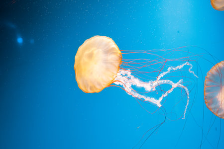 underwater photography jellyfish Chrysaora fuscescens, Pacific sea nettle, West Coast sea nettle...