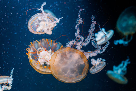 underwater photography jellyfish Chrysaora fuscescens, Pacific sea nettle, West Coast sea nettle...