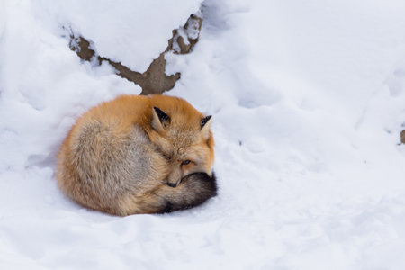 Zao Fox Village, JapanZaoの写真素材