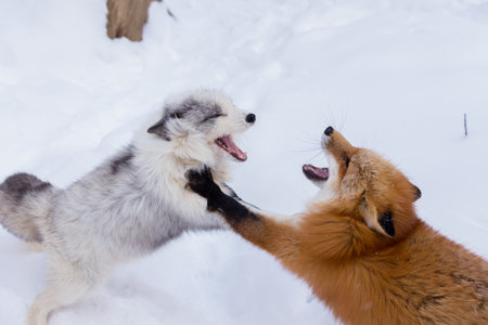 Fox in Zao Fox Village