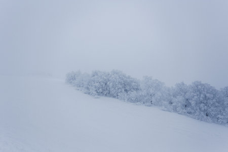 Winter landscape with snow covered trees on a foggy day in the mountainsの写真素材