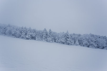 Winter landscape in the mountains. Snow covered trees on the slopes.の写真素材
