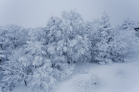 Trees covered with hoarfrost and snow in a forest, closeup of photoの写真素材