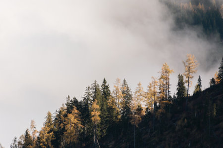 Larch trees in the mountains in the fog. Beautiful autumn landscape.の写真素材