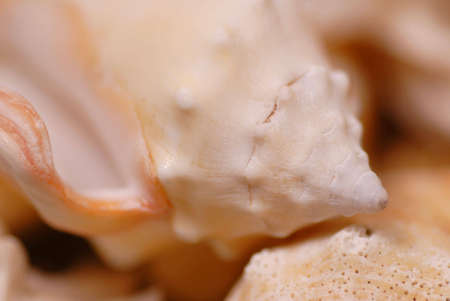 close up details of seashells with shallow depth of field