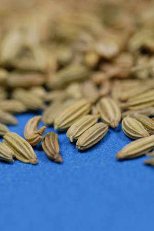 fennel seed on blue background with shallow depth of fieldの写真素材