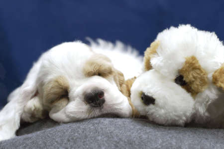 9 week old red and white american cocker spaniel puppy sleeping with stuffed look - a - likeの写真素材
