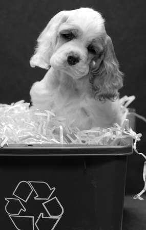 9 week old american cocker spaniel puppy in recycle binの写真素材