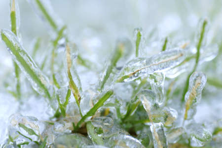 blades of green grass with a thick layer of ice - after an ice stormの写真素材