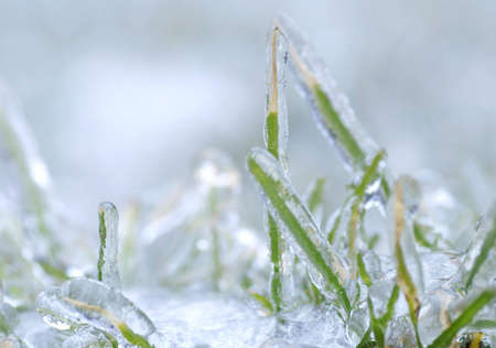 blades of green grass with a thick layer of ice after an ice stormの写真素材