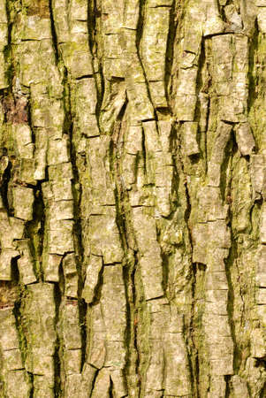 bark from a bitternut hickory or carya cordiformis tree