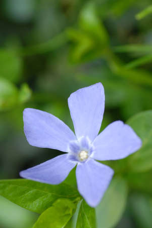 periwinkle or vinca minor blossomの写真素材