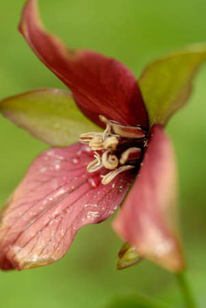 red trillium - Provincial flower of Ontario Canadaの写真素材