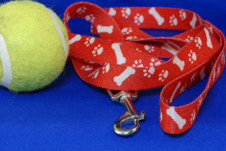 dog leash and tennis ball on blue backgroundの写真素材