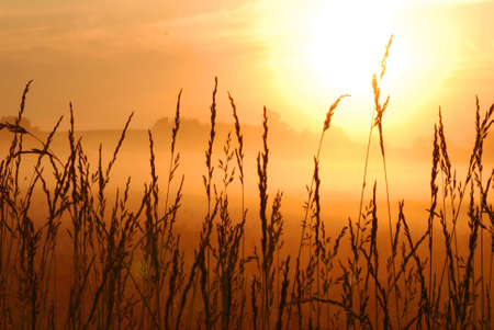 beautiful morning sunrise with wheat grass in the foreground の写真素材